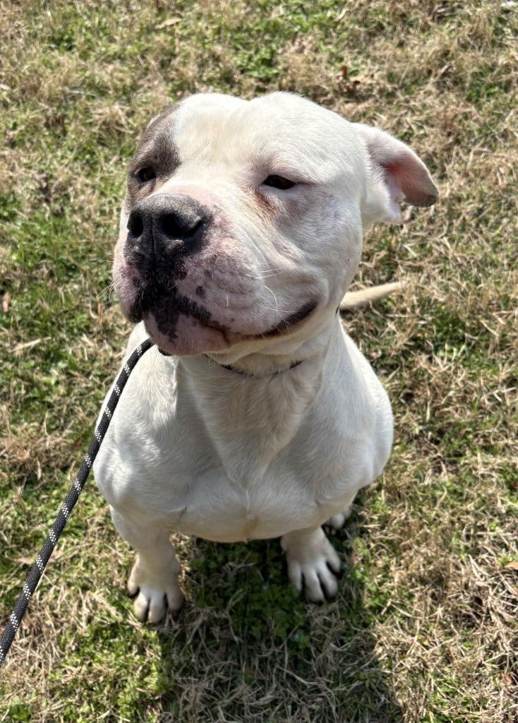Enlarge DA 12 Free Bird, a Adoptable Pit Bull Terrier in Glen Allen, VA image 3/3