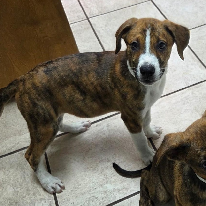 Enlarge Zayu, a Adoptable mixed breed in Marietta, GA image 2/3