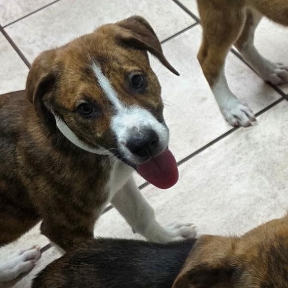 Enlarge Zayu, a Adoptable mixed breed in Marietta, GA image 3/3