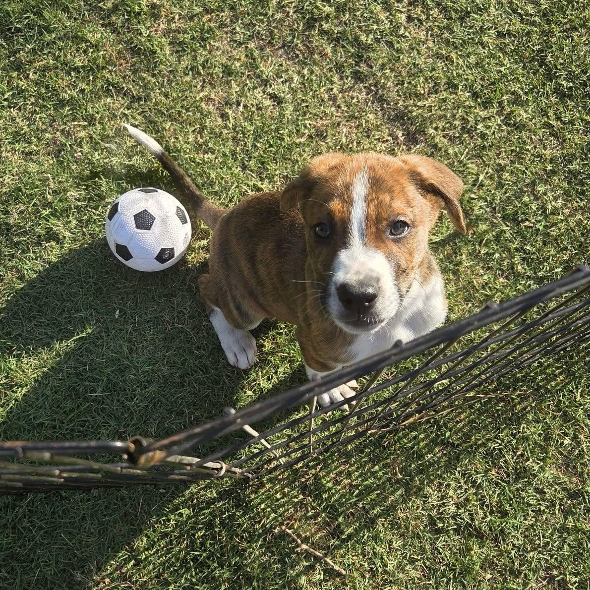 Enlarge Zayu, a Adoptable mixed breed in Marietta, GA image 1/3