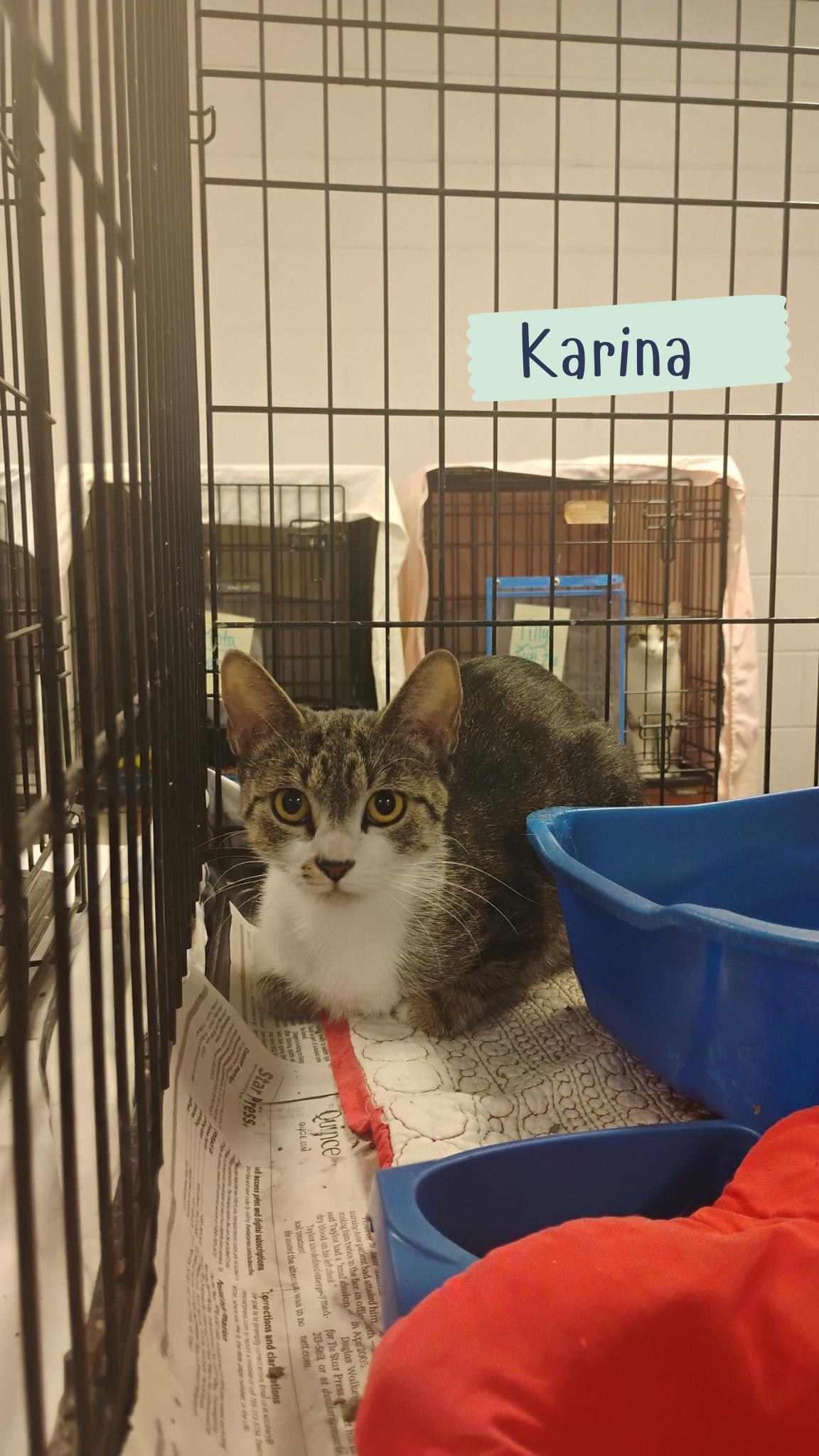 Karina, Adoptable, Young Female Tabby.