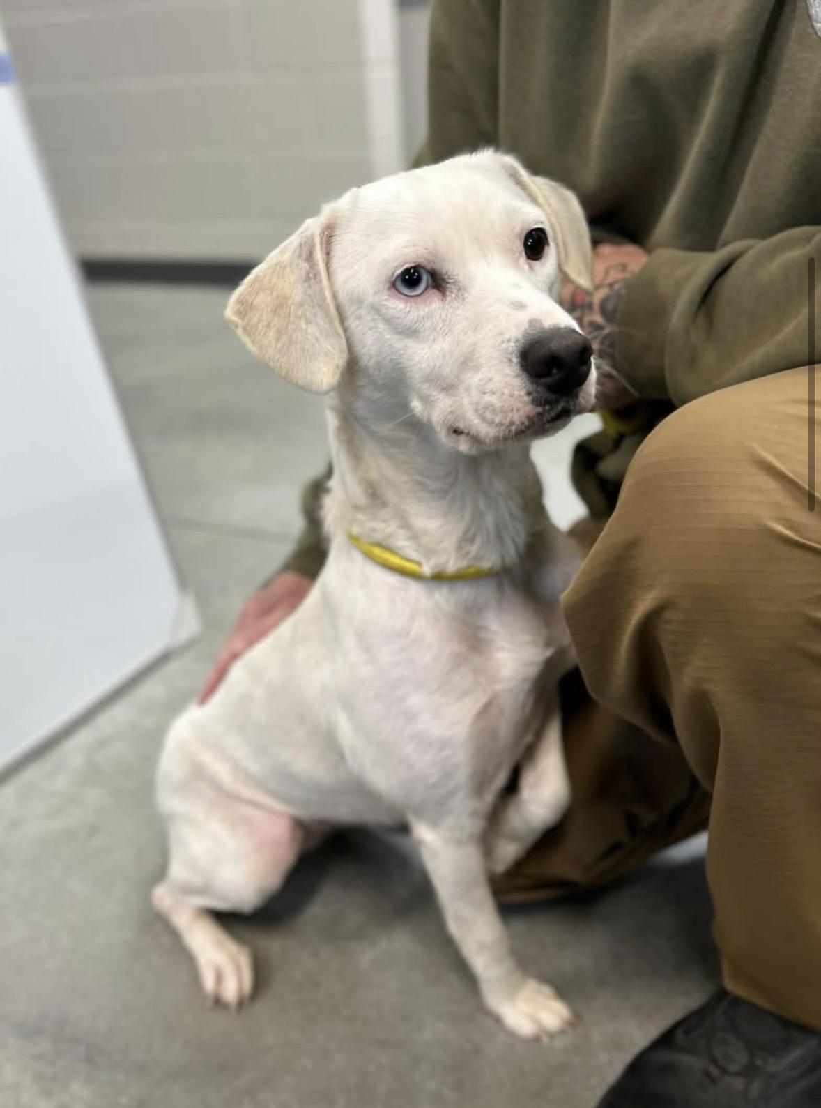Baby, Adoptable, Puppy Female Labrador Retriever.
