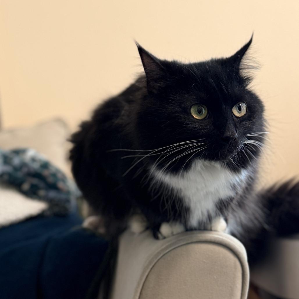 Enlarge Celeste, a Adoptable Domestic Long Hair in Mebane, NC image 1/4