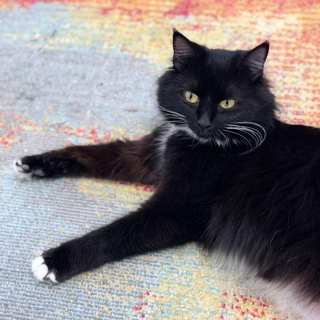 Enlarge Celeste, a Adoptable Domestic Long Hair in Mebane, NC image 2/4