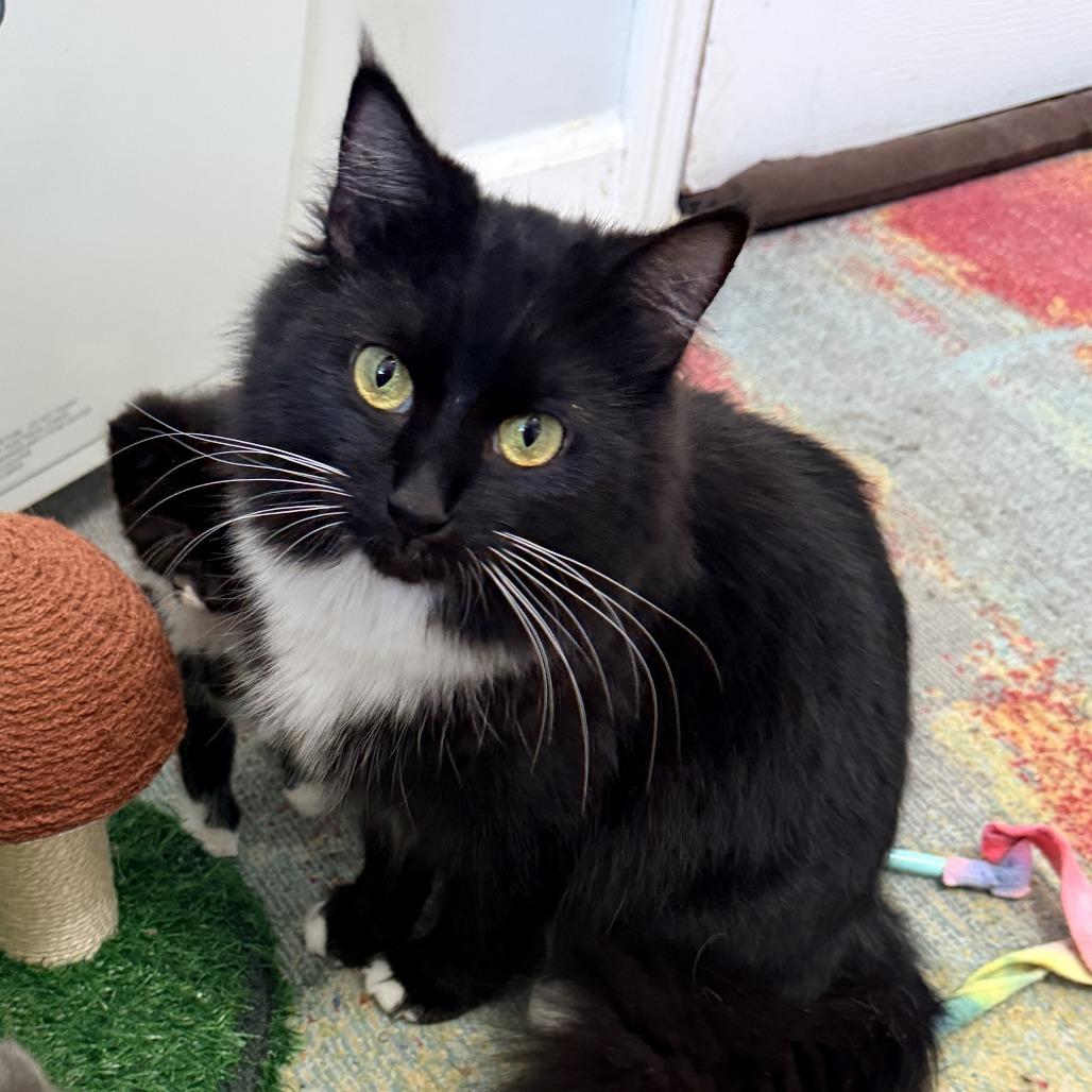 Enlarge Celeste, a Adoptable Domestic Long Hair in Mebane, NC image 3/4