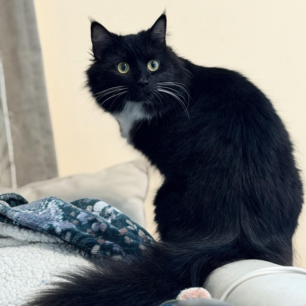 Enlarge Celeste, a Adoptable Domestic Long Hair in Mebane, NC image 4/4