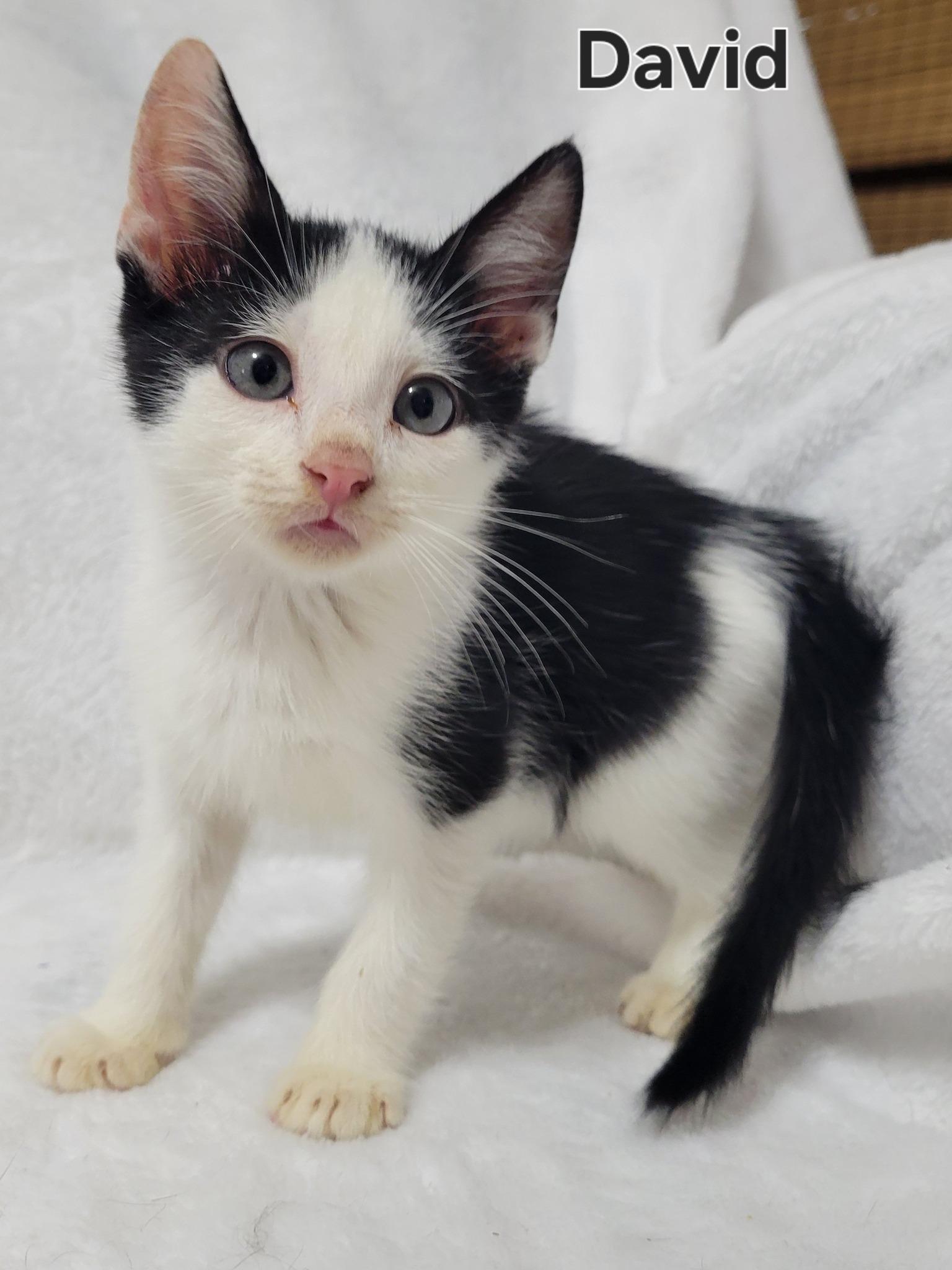 Enlarge David, an adopted Domestic Short Hair in LaPlace, LA image 1/4