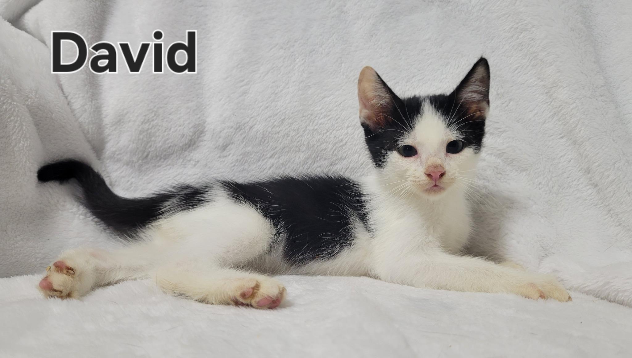 Enlarge David, an adopted Domestic Short Hair in LaPlace, LA image 2/4