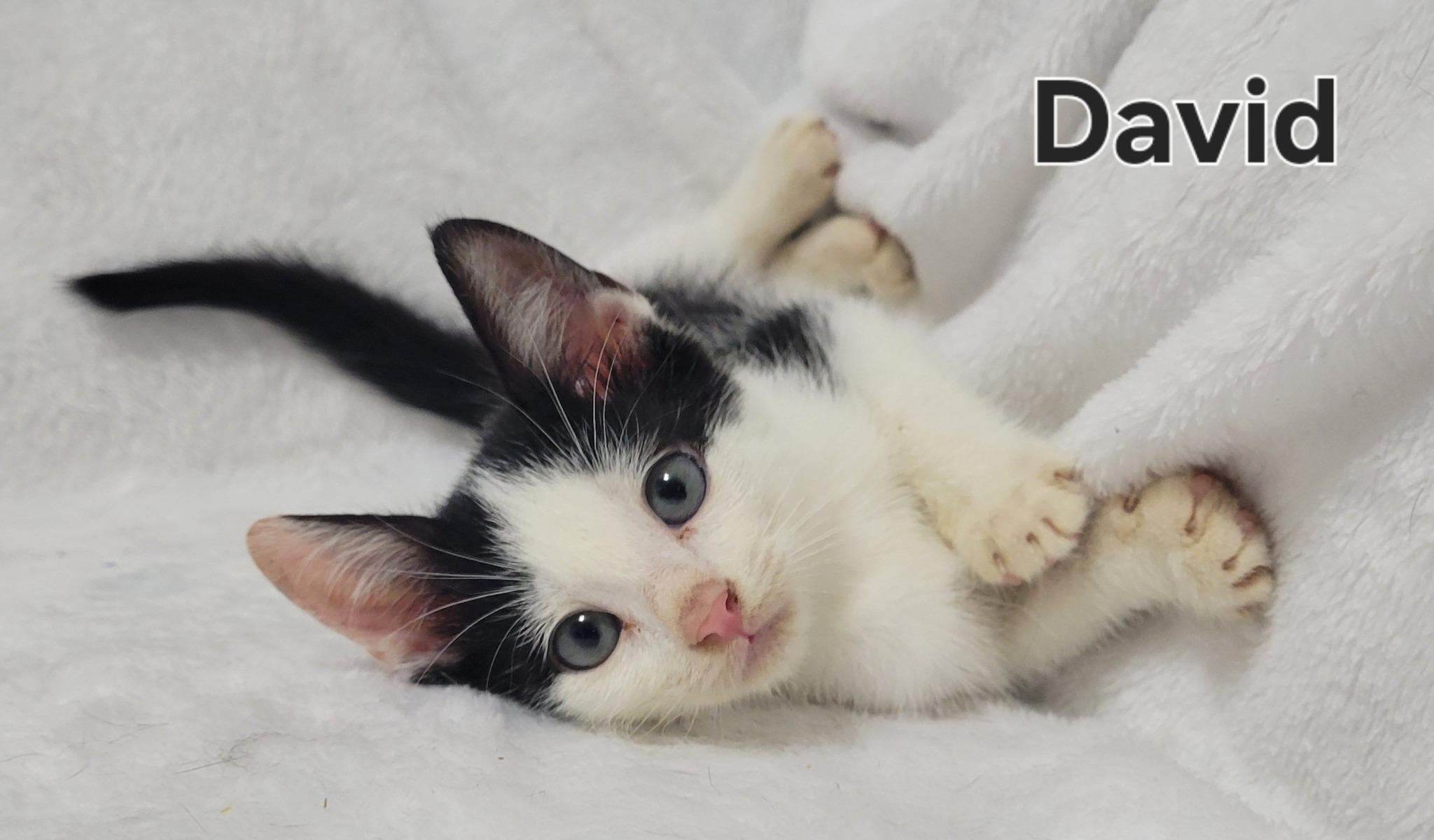 Enlarge David, an adopted Domestic Short Hair in LaPlace, LA image 3/4