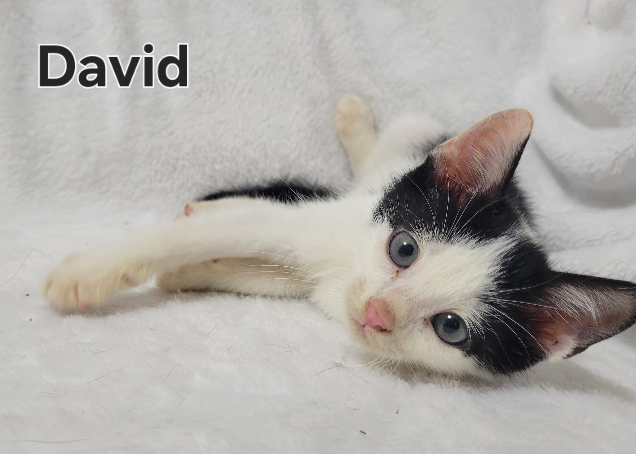 Enlarge David, an adopted Domestic Short Hair in LaPlace, LA image 4/4