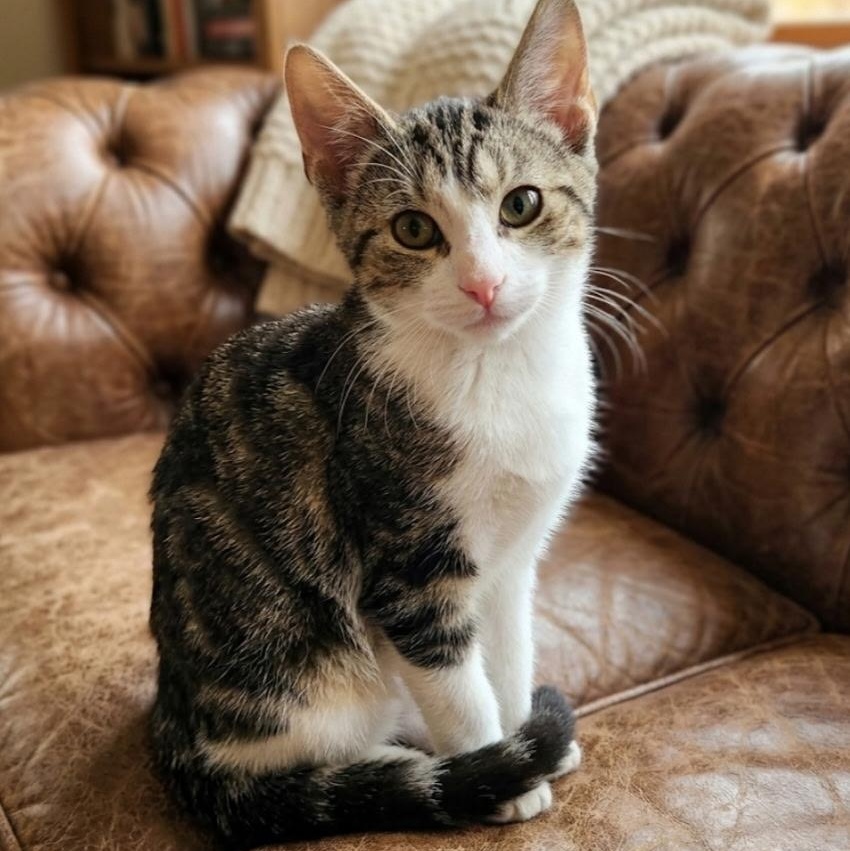 Enlarge Kingston, a Adoptable Tabby in Sewaren, NJ image 1/1