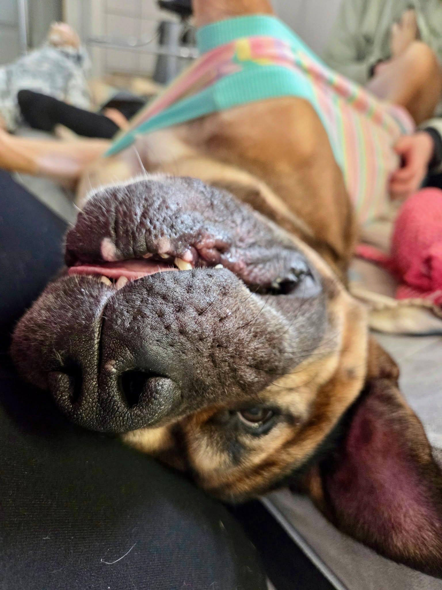 Enlarge Buttons, a ADOPTABLE mixed breed in Appin, ON image 5/6