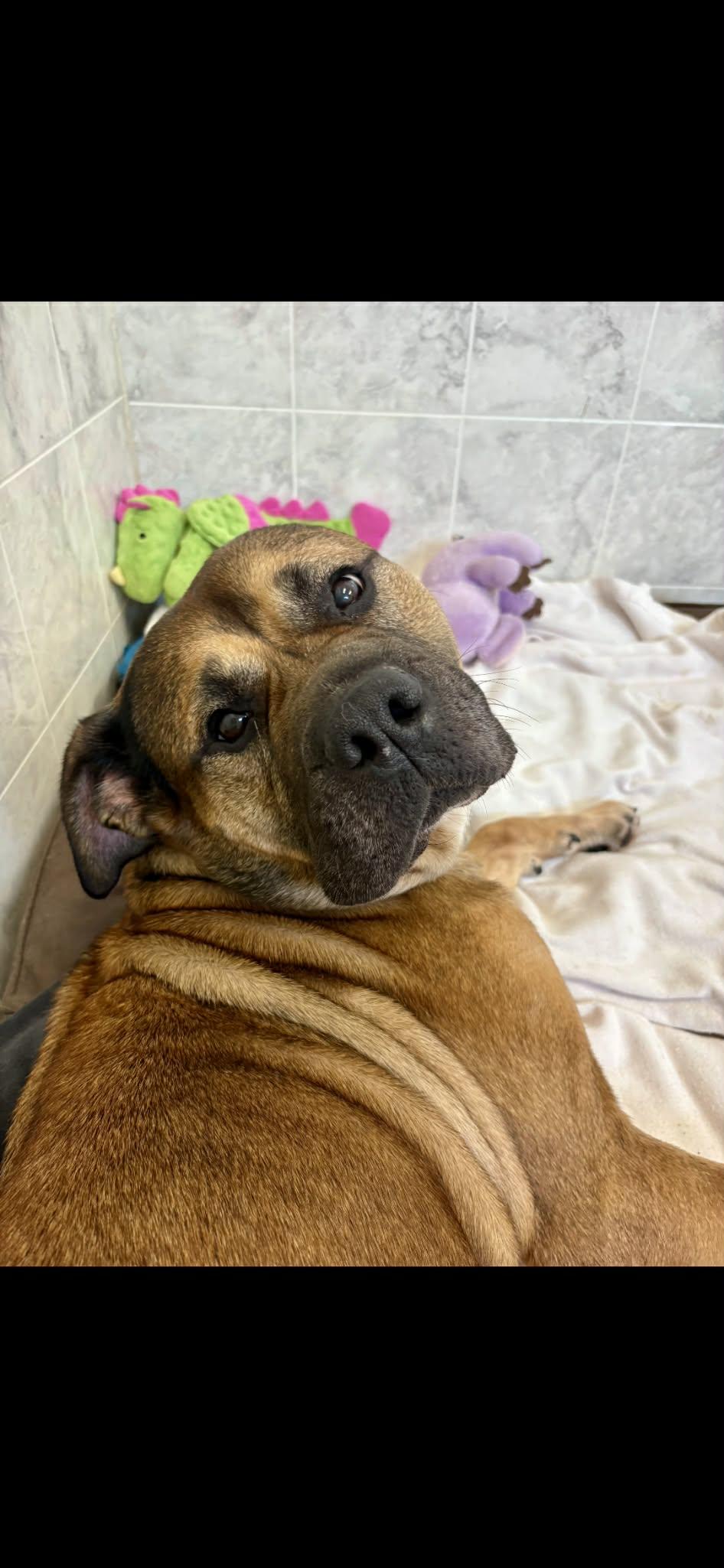 Enlarge Buttons, a ADOPTABLE mixed breed in Appin, ON image 4/6