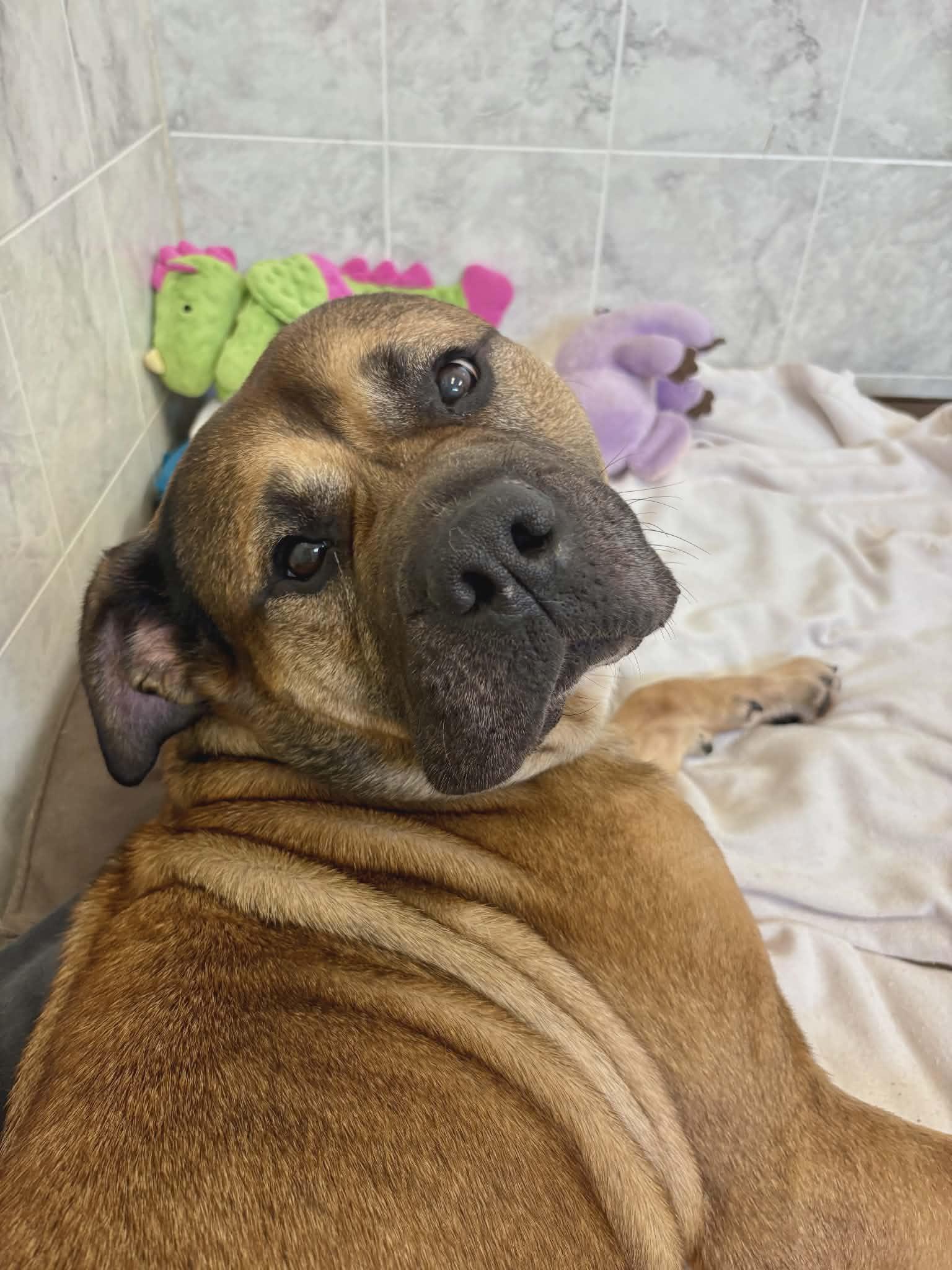 Enlarge Buttons, a ADOPTABLE mixed breed in Appin, ON image 1/6