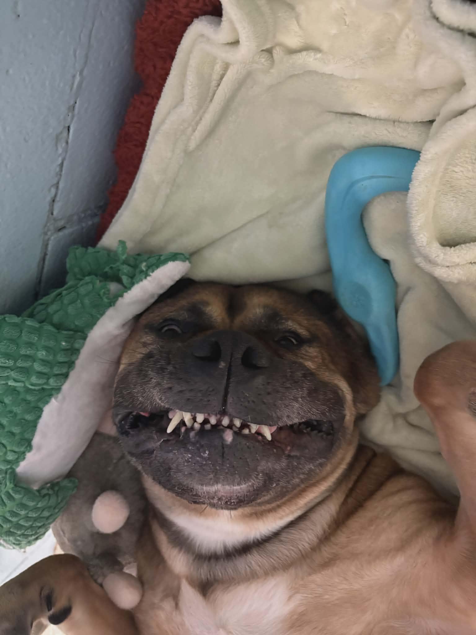 Enlarge Buttons, a ADOPTABLE mixed breed in Appin, ON image 6/6