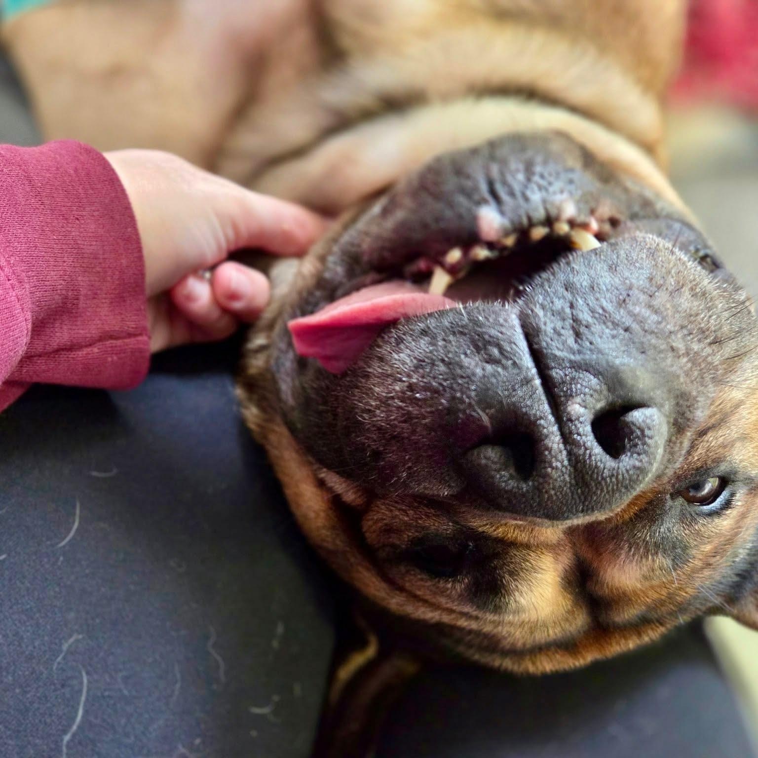 Enlarge Buttons, a ADOPTABLE mixed breed in Appin, ON image 3/6