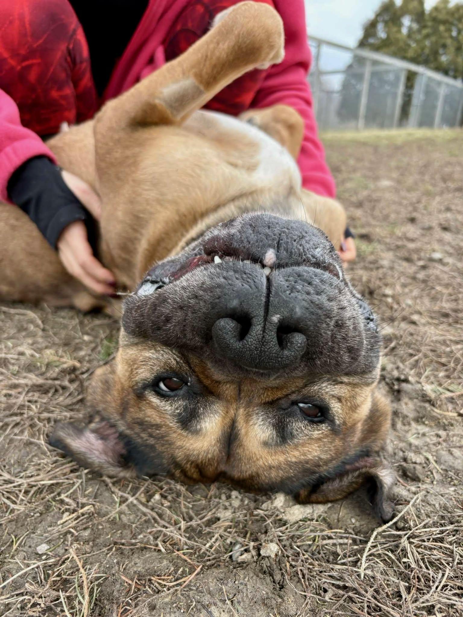 Enlarge Buttons, a ADOPTABLE mixed breed in Appin, ON image 2/6