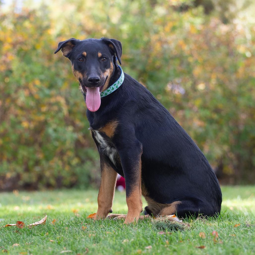 Shaggy, Adoptable, Young Male Doberman Pinscher & Shepherd.