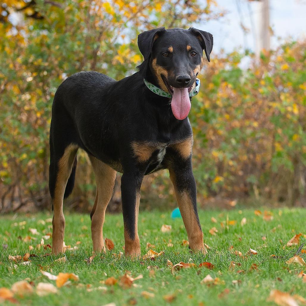 Enlarge Shaggy, a Adoptable mixed breed in Washoe Valley, NV image 2/3