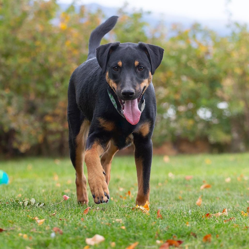 Enlarge Shaggy, a Adoptable mixed breed in Washoe Valley, NV image 3/3