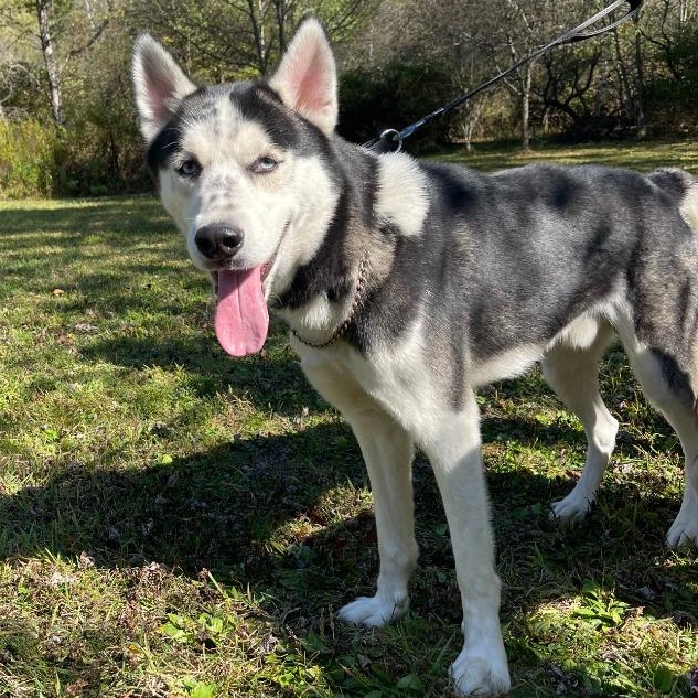 Enlarge Bert, a Adoptable mixed breed in Olean, NY image 1/1