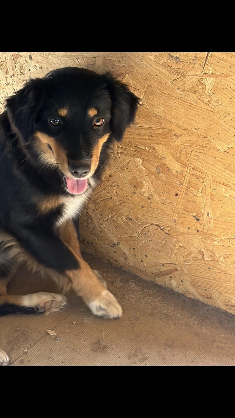 Enlarge Lola, an adopted mixed breed in Arvada, CO image 3/3
