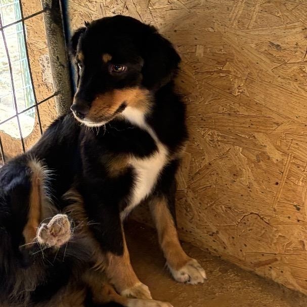 Enlarge Lola, an adopted mixed breed in Arvada, CO image 2/3