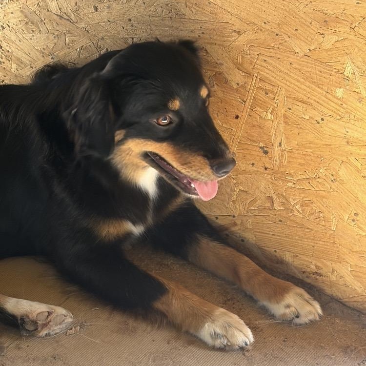 Enlarge Lola, an adopted mixed breed in Arvada, CO image 1/3