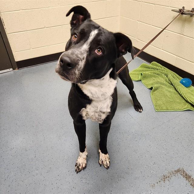 Enlarge SPARKLER, a Adoptable mixed breed in Denver, CO image 1/1