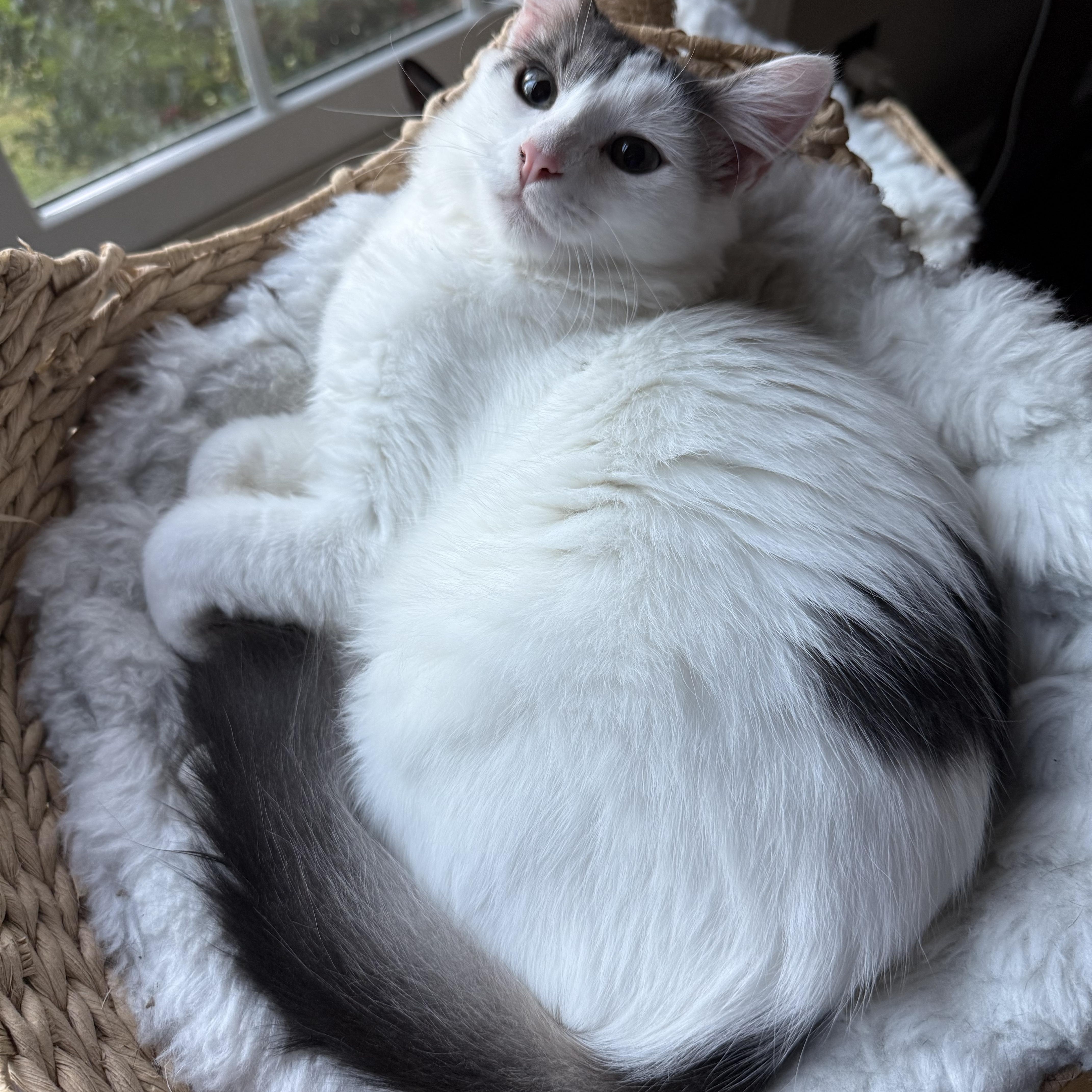 Enlarge Charlie, a Adoptable mixed breed in Hickory, NC image 2/6