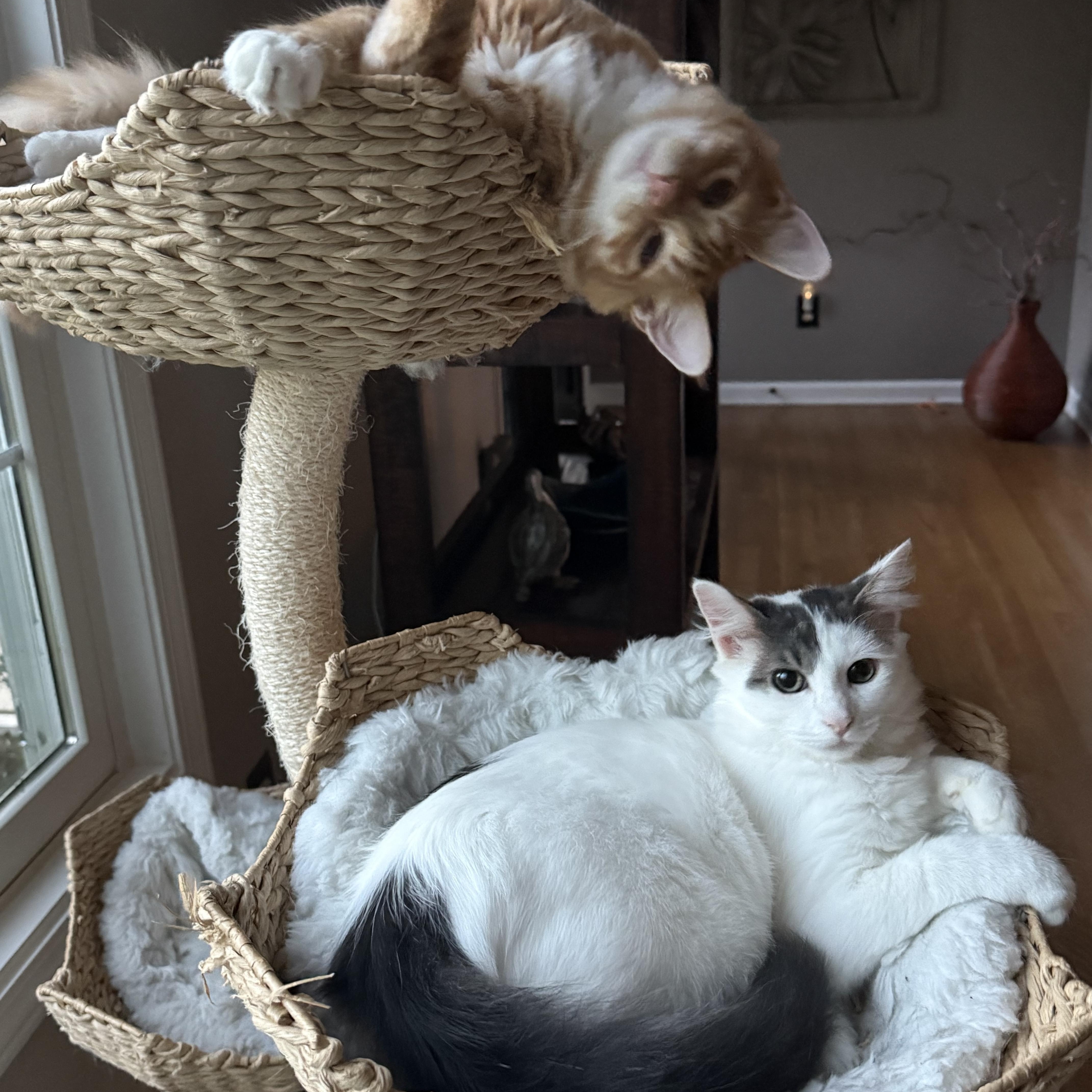 Enlarge Charlie, a Adoptable mixed breed in Hickory, NC image 4/6