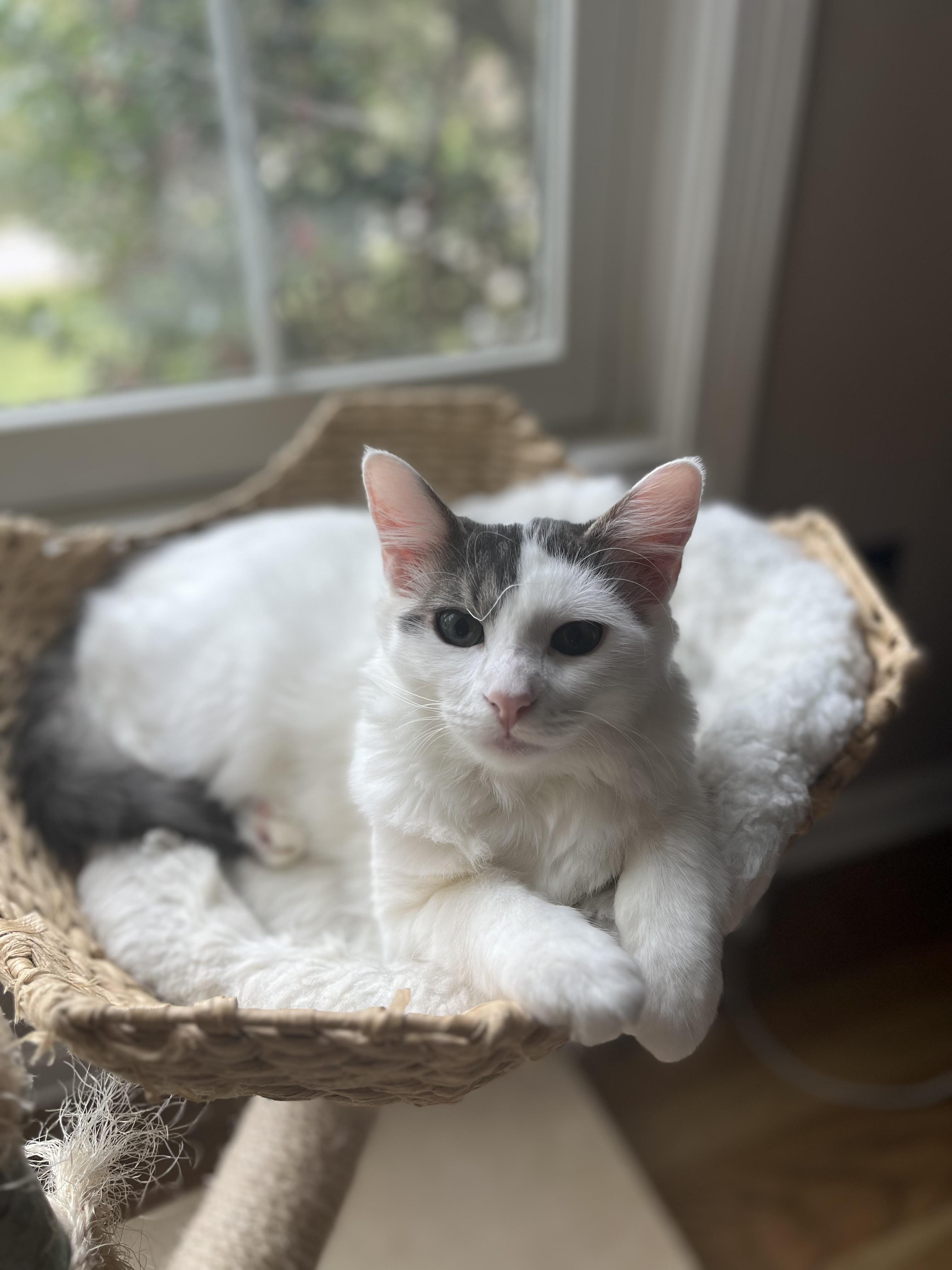 Enlarge Charlie, a Adoptable mixed breed in Hickory, NC image 5/6