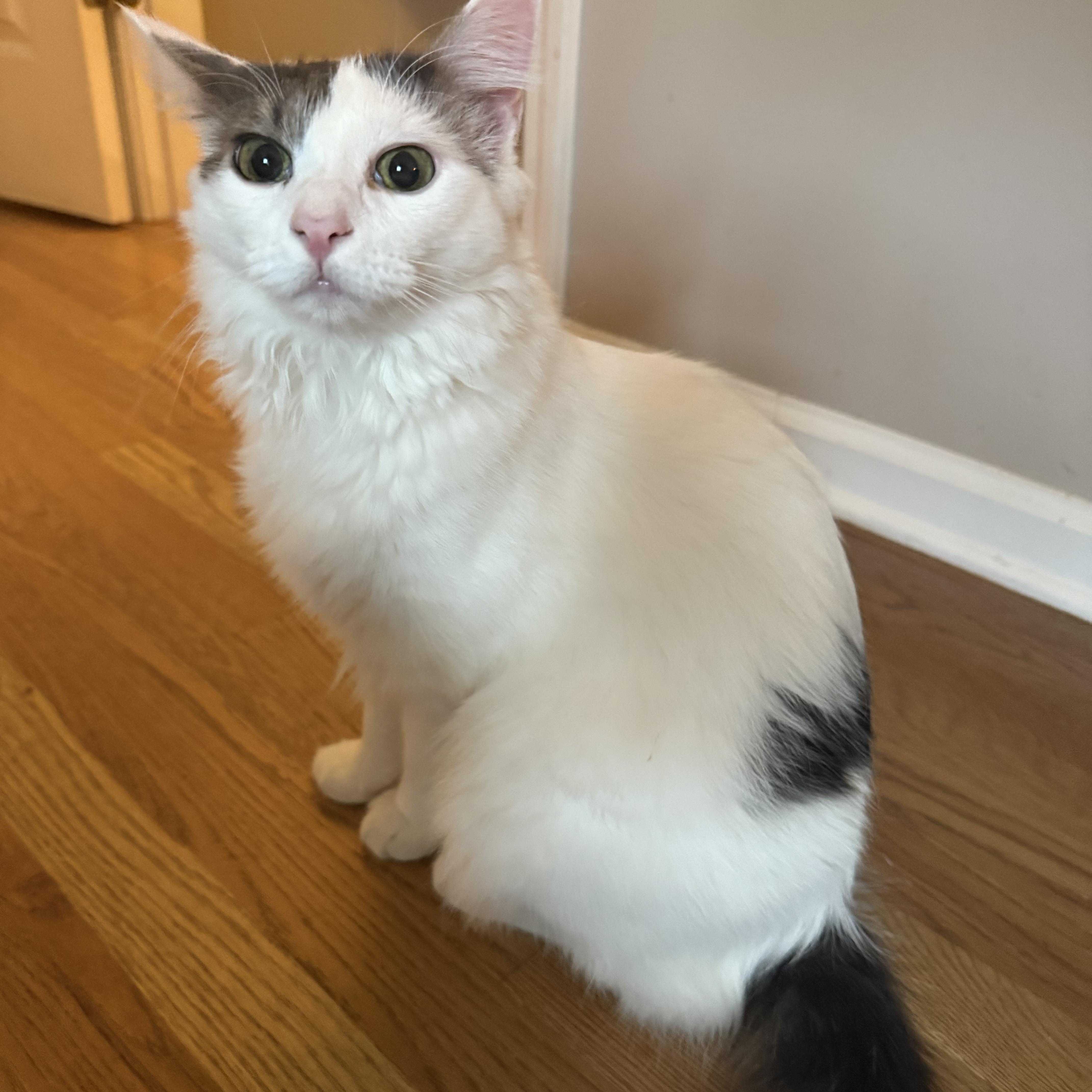 Enlarge Charlie, a Adoptable mixed breed in Hickory, NC image 6/6