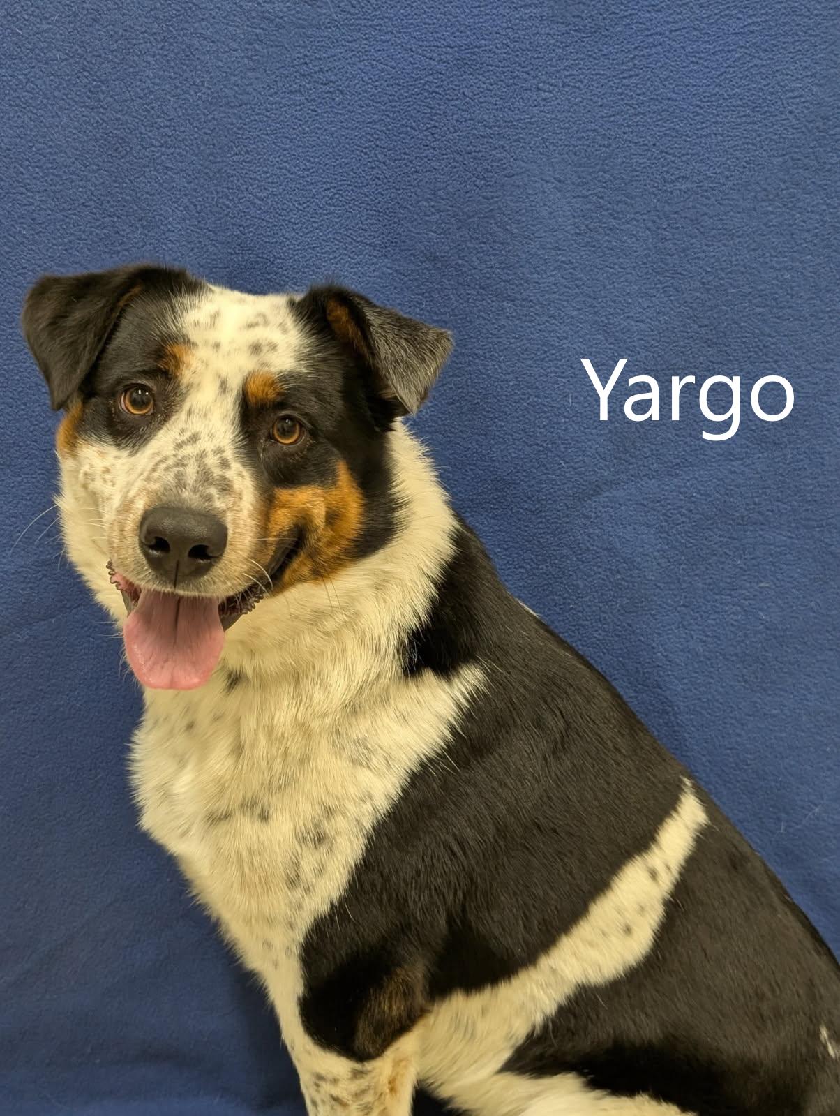 Enlarge Yargo, an adopted mixed breed in Mount Vernon, OH image 1/2