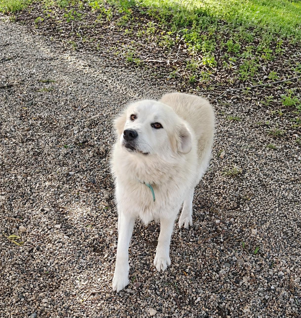 Enlarge Sonic, a Adoptable mixed breed in Rockwell City, IA image 1/1