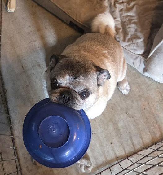 Enlarge Toby, a Adoptable Pug in Pelham, MA image 1/3