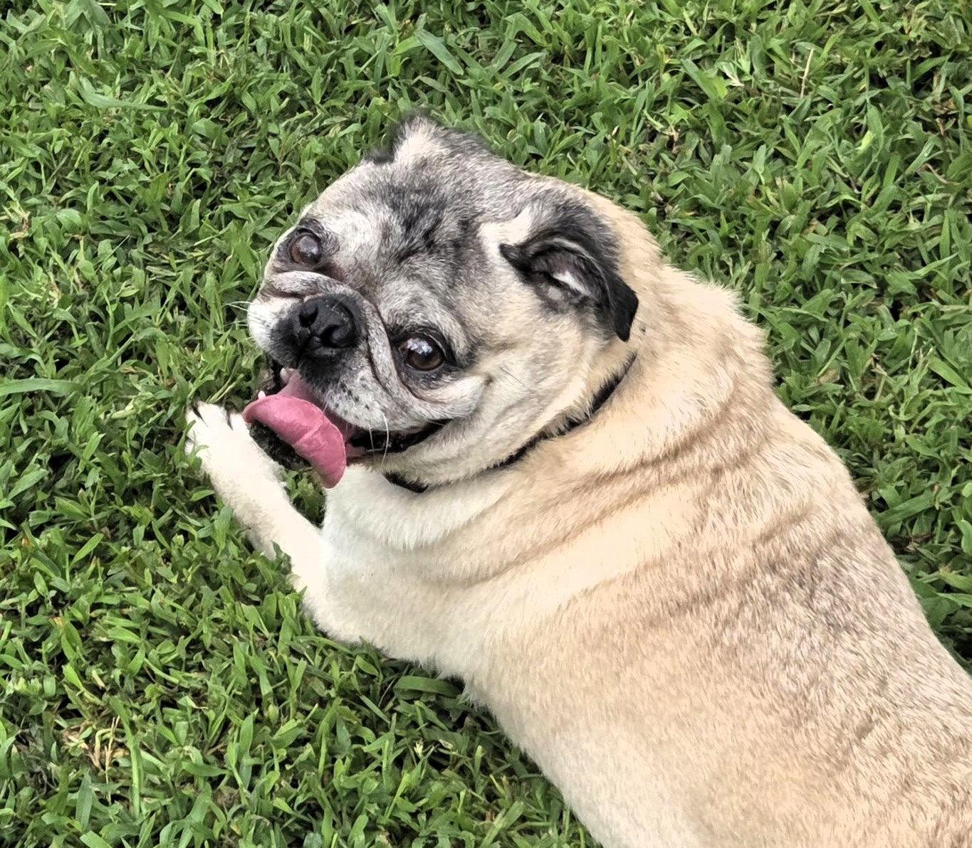 Enlarge Toby, a Adoptable Pug in Pelham, MA image 2/3