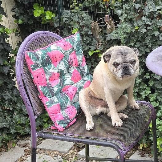 Enlarge Toby, a Adoptable Pug in Pelham, MA image 3/3