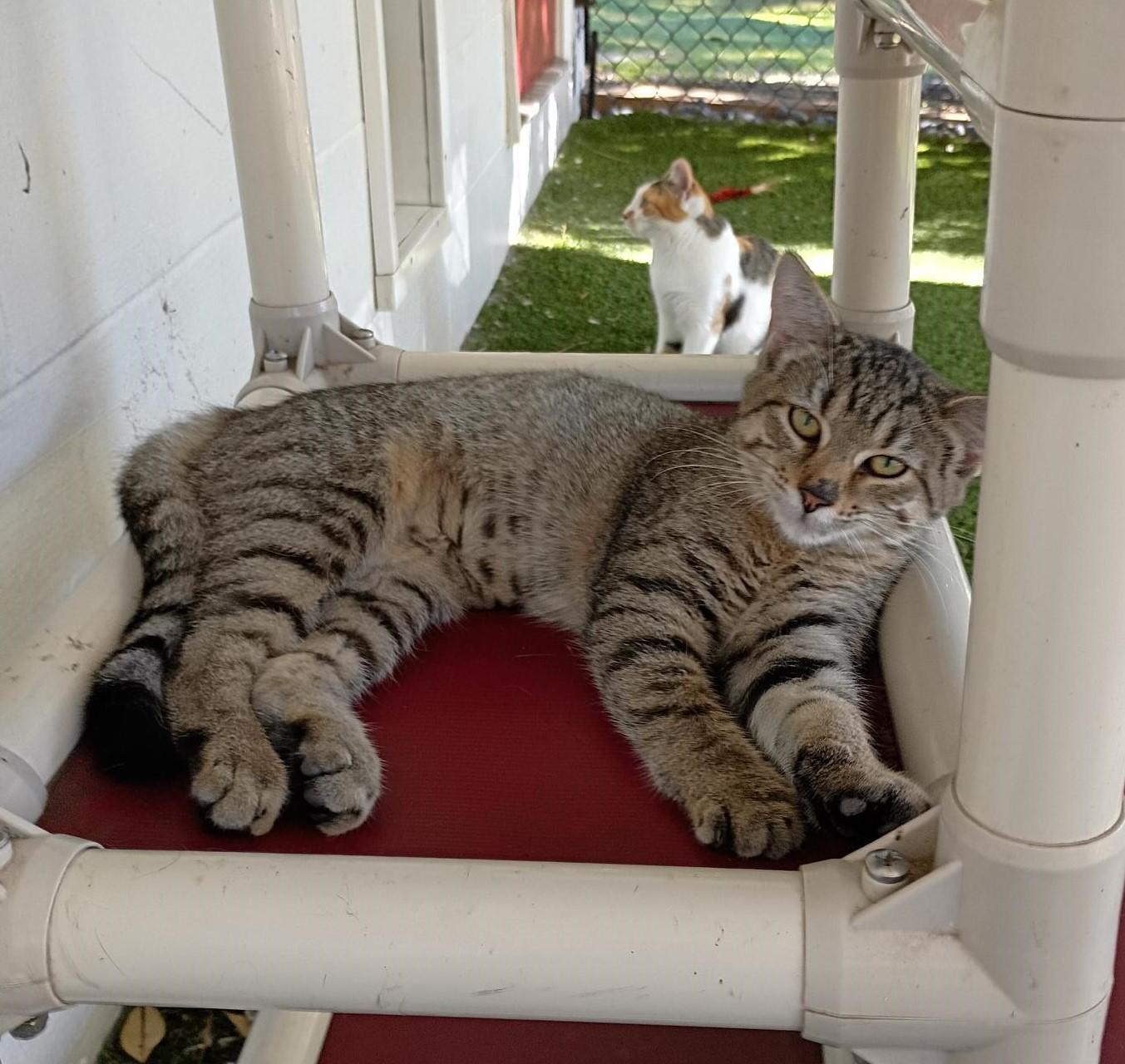Enlarge Timber, a Adoptable Domestic Short Hair in Carthage, NC image 2/2