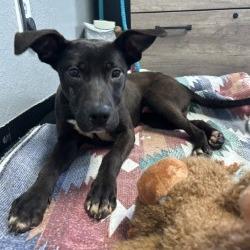 Sirius, Adoptable, Young Male Black Labrador Retriever.