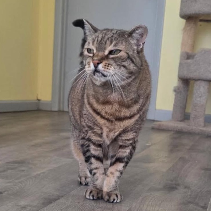 Enlarge MEOW MEOW, a ADOPTABLE Domestic Short Hair in Mount Rainier, MD image 3/3