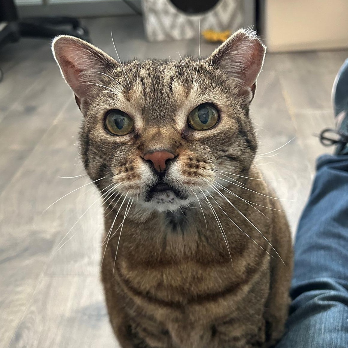 Enlarge MEOW MEOW, a ADOPTABLE Domestic Short Hair in Mount Rainier, MD image 2/3