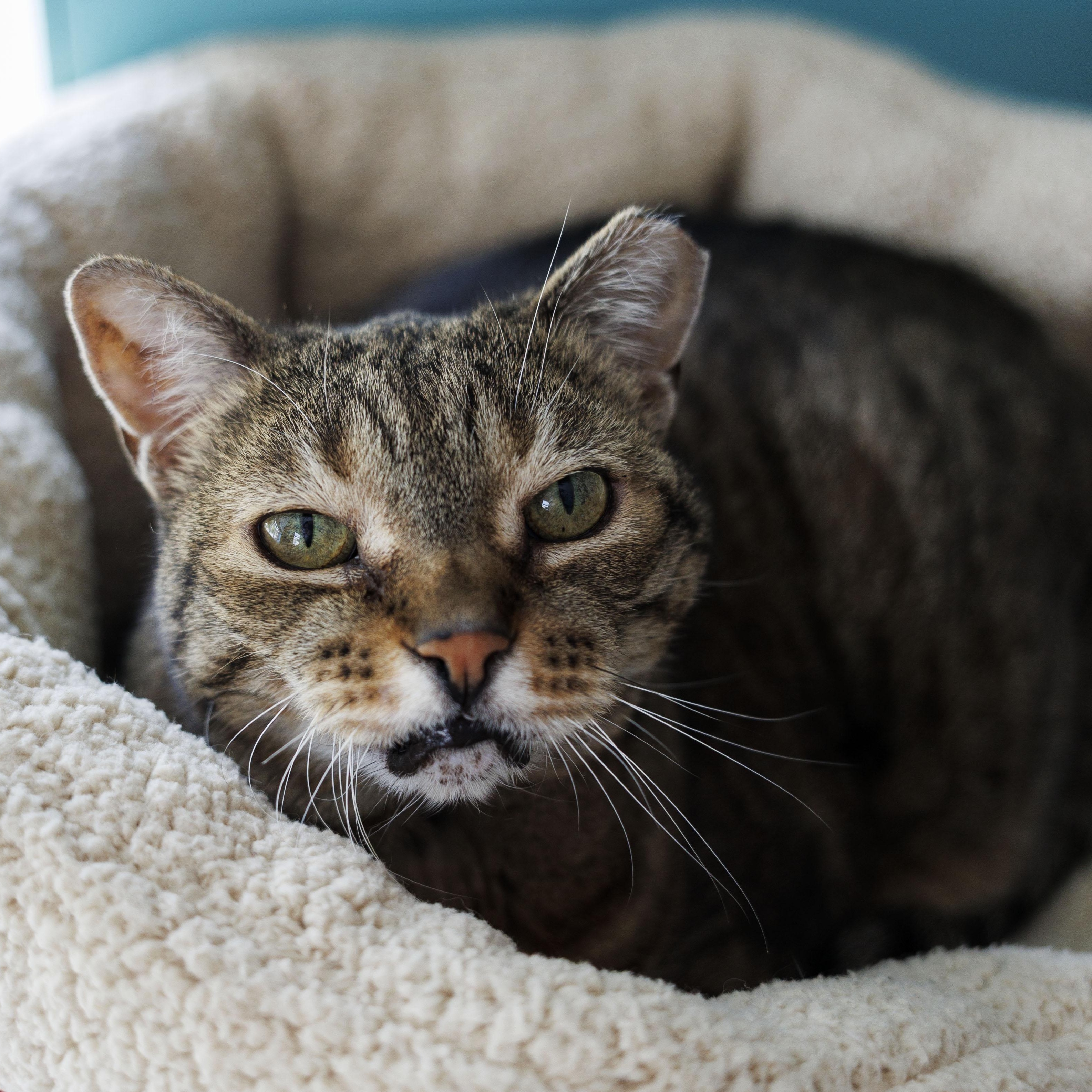 Enlarge MEOW MEOW, a ADOPTABLE Domestic Short Hair in Mount Rainier, MD image 5/5