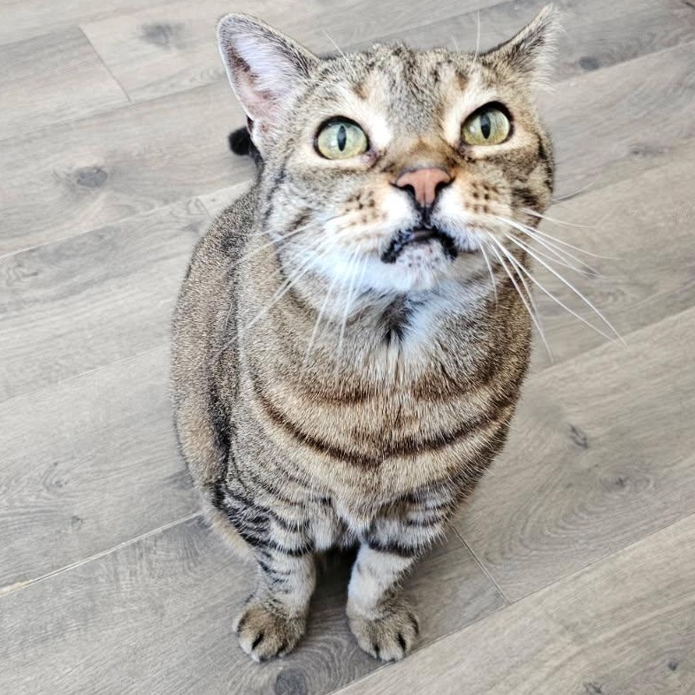 Enlarge MEOW MEOW, a ADOPTABLE Domestic Short Hair in Mount Rainier, MD image 1/3