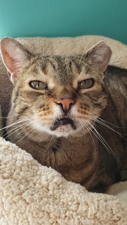 Enlarge MEOW MEOW, a ADOPTABLE Domestic Short Hair in Mount Rainier, MD video 3/5