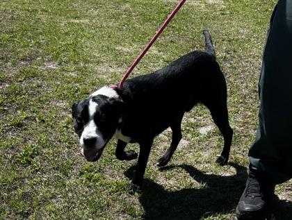 Enlarge Artemis, a ADOPTABLE mixed breed in Inverness, FL image 3/3