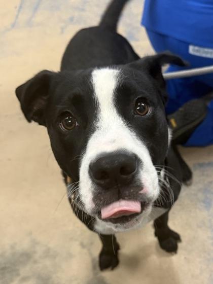 Artemis, ADOPTABLE, Adult Male Pit Bull Terrier & Labrador Retriever.