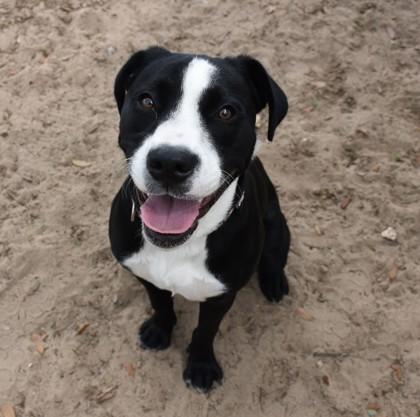 Enlarge Artemis, a ADOPTABLE mixed breed in Inverness, FL image 2/3