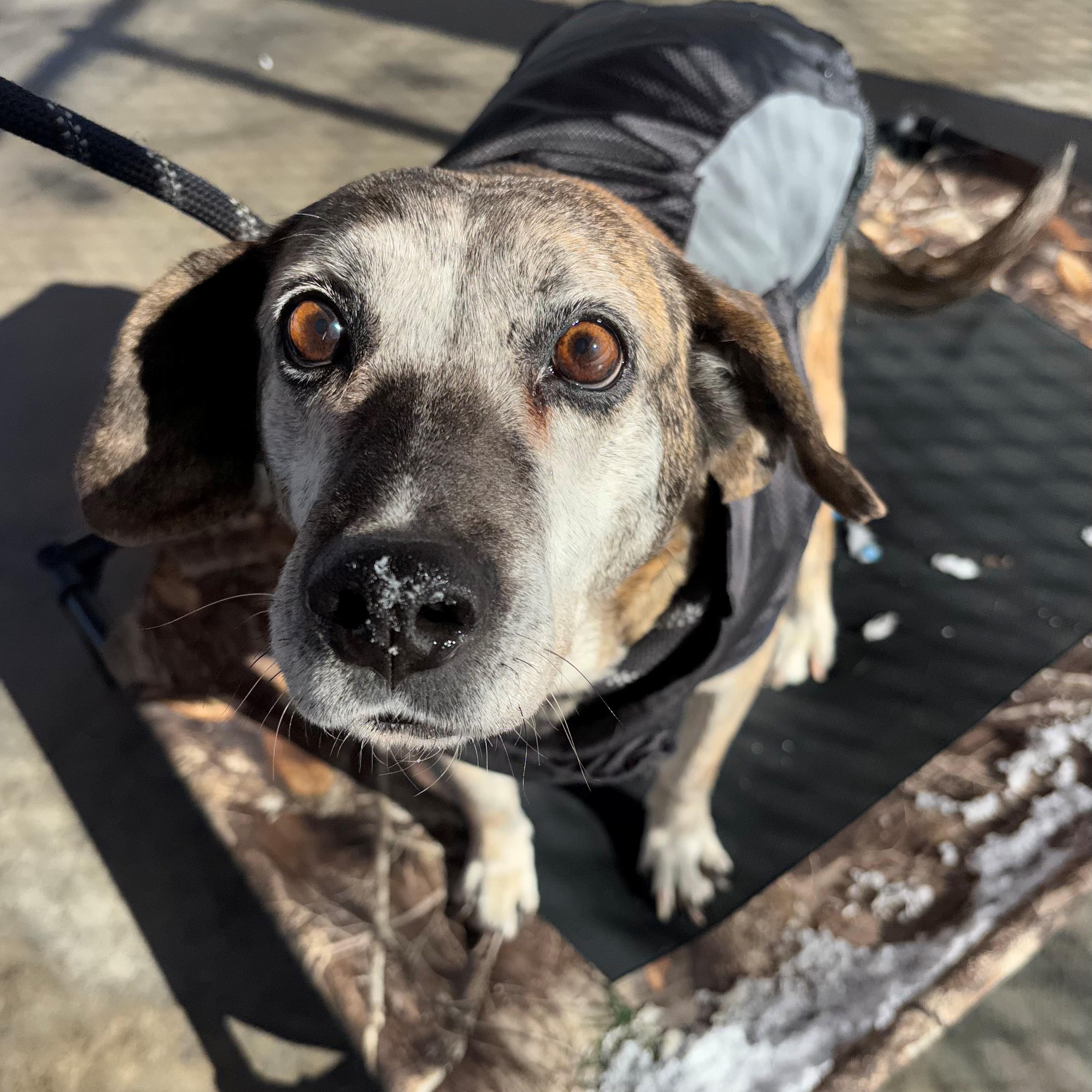 Enlarge Gunner, a ADOPTABLE mixed breed in Edinburg, VA image 1/2