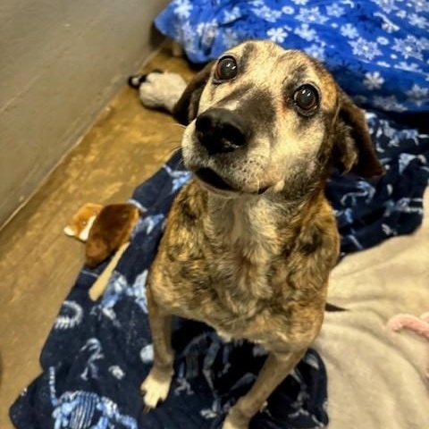 Enlarge Gunner, a ADOPTABLE mixed breed in Edinburg, VA image 2/2